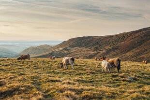 Marmiton 87 L'Aubrac La puissance de la nature
