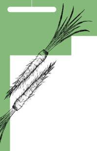 Marmiton 88 Gratin de salsifis