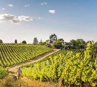 Marmiton 88 AOP touraine :Les bons vins « de copains » ont la cote