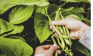 Marmiton 90 Les haricots verts Irrésistiblement croquants !