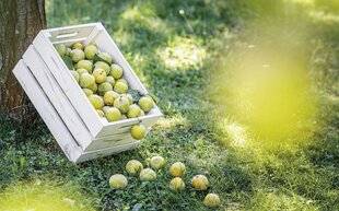 Marmiton 90 La reine-claude ne compte pas pour des prunes !