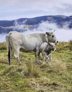 Marmiton 90 Viande bovine d'exception