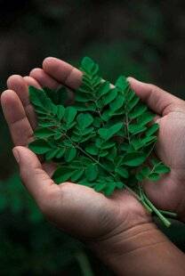 Marie France 338 LE MORINGA, RICHE EN PROTÉINES