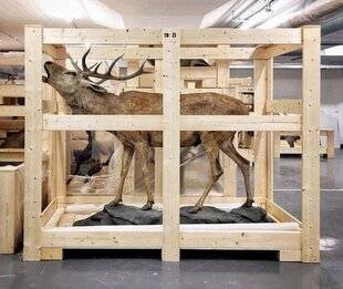 Marie France 341 2. LES ANIMAUX RETROUVENT LEUR MUSÉE À STRASBOURG