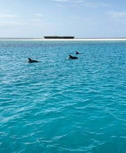 Marie France 343 NAGER AVEC LES DAUPHINS AU KENYA