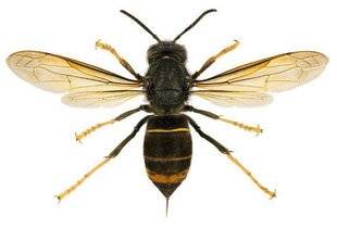 Hors-Séries 208 LES MALADIES DES ABEILLES