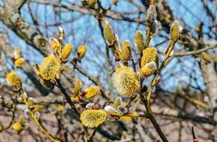 Hors-Séries 208 Le saule marsault