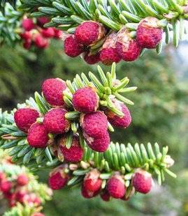 Hors-Séries 208 LES SAPINS