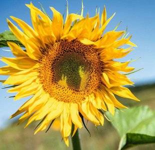 Hors-Séries 208 Le tournesol