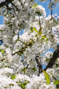 Hors-Séries 208 Les cerisiers à fruits ou à fleurs