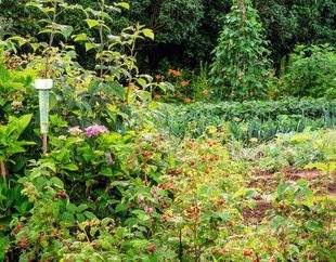 Hors-Séries 208 AUTOUR DU POTAGER, UNE HAIE DE FRAMBOISIERS ?