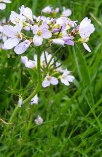 Hors-Séries 208 La cardamine des prés