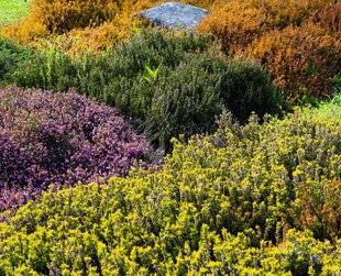 Hors-Séries 208 5. DES PLANTES DE JARDIN POUR LES PÉRIODES DE DISETTE DE FIN D'HIVER