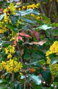Hors-Séries 208 Les mahonias