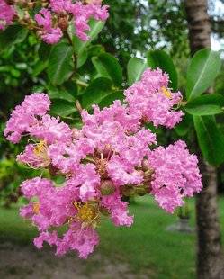 Hors-Séries 208 Le lilas des Indes