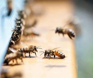 Hors-Séries 208 L'EXTRAORDINAIRE MONDE des abeilles