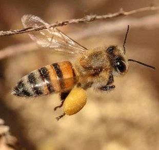 Hors-Séries 208 L'ABEILLE DOMESTIQUE ( APIS MELLIFERA )