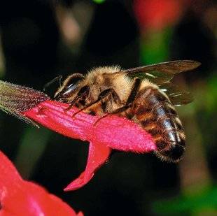 Hors-Séries 208 " SAUVER L'ABEILLE NOIRE "