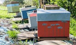 Hors-Séries 208 LES MOTS DE L'APICULTURE