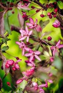 Hors-Séries 209 Pommiers et cerisiers à fleurs