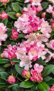 Hors-Séries 209 Rhododendron et azalée