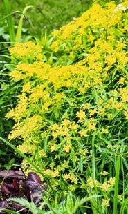 Hors-Séries 209 Euphorbia
