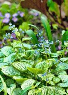 Hors-Séries 209 Myosotis du Caucase