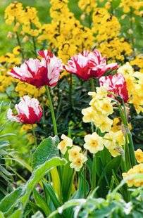 Hors-Séries 209 Tulipes