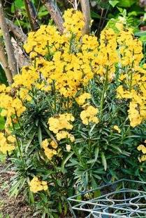 Hors-Séries 209 DES PLANTES SAISONNIÈRES