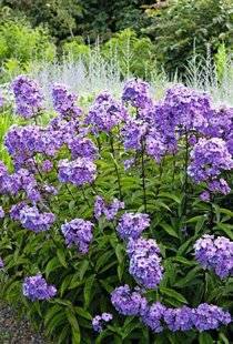 Hors-Séries 209 Phlox élevé