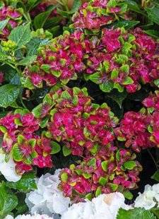 Hors-Séries 209 Hortensias et hydrangéas