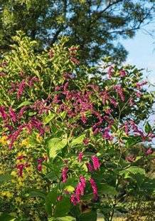 Hors-Séries 209 DES PLANTES SAISONNIÈRES