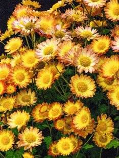 Hors-Séries 209 Chrysanthème