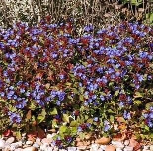 Hors-Séries 209 Plumbago rampant