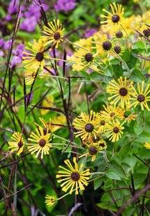 Hors-Séries 209 Rudbeckie