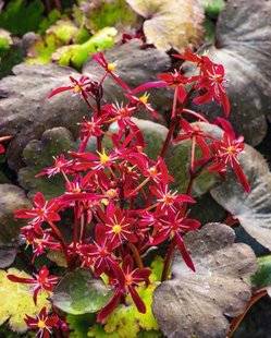 Hors-Séries 209 Saxifrage