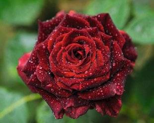 Hors-Séries 209 Histoire des roses