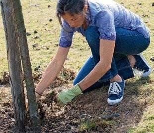 Hors-Séries 211 Entretenir des arbres fruitiers
