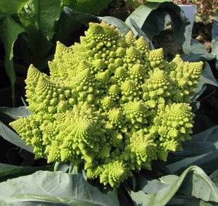 Hors-Séries 211 SEMER LE CHOU 'ROMANESCO'