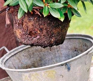 Hors-Séries 211 Planter un rhododendron