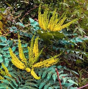 Hors-Séries 212 Mahonia