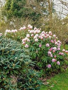 Hors-Séries 212 Rhododendron hâtif