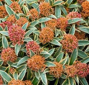 Hors-Séries 212 Skimmia