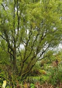 Hors-Séries 212 Saule à bois décoratif