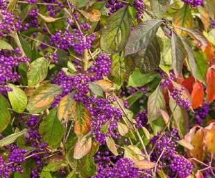 Hors-Séries 212 Callicarpa, arbre aux bonbons