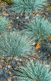 Hors-Séries 212 LES MEILLEURES GRAMINÉES ET PLANTES GRAMINIFORMES PERSISTANTES