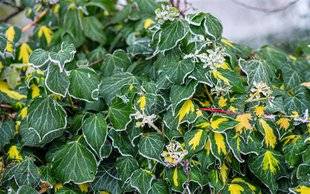 Hors-Séries 212 PLANTES GRIMPANTES