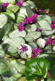 Hors-Séries 212 Cyclamen de l'île de Cos