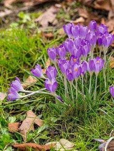 Hors-Séries 212 Crocus