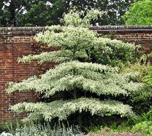 Hors-Séries 212 Petits arbres pour petits jardins